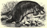 duck-billed platypus (Ornithorhynchus anatinus)