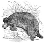 duck-billed platypus (Ornithorhynchus anatinus)