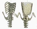 Teleosaurus cadomensis