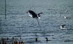 cocoi heron (Ardea cocoi)