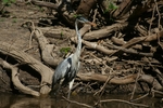 cocoi heron (Ardea cocoi)