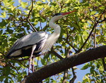 cocoi heron (Ardea cocoi)