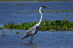 cocoi heron (Ardea cocoi)