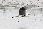 cocoi heron (Ardea cocoi)