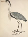 cocoi heron (Ardea cocoi)