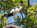 cocoi heron (Ardea cocoi)