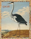 cocoi heron (Ardea cocoi)