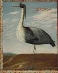 cocoi heron (Ardea cocoi)