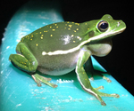 American green treefrog (Hyla cinerea)