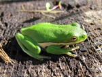 American green treefrog (Hyla cinerea)