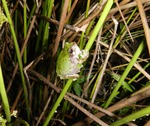 bird-voiced treefrog (Hyla avivoca)