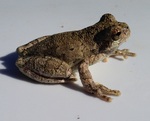 bird-voiced treefrog (Hyla avivoca)