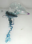 Atlantic Portuguese man o' war (Physalia physalis)