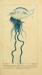 Atlantic Portuguese man o' war (Physalia physalis)