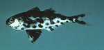 man-of-war fish (Nomeus gronovii)