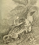 ocelot (Leopardus pardalis)