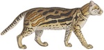 ocelot (Leopardus pardalis)