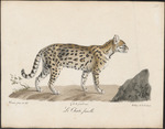 ocelot (Leopardus pardalis)