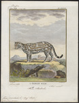 ocelot (Leopardus pardalis)