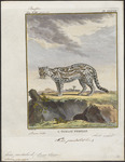 ocelot (Leopardus pardalis)