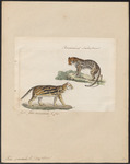 ocelot (Leopardus pardalis)