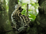 ocelot (Leopardus pardalis)