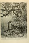ocelot (Leopardus pardalis), two-toed sloth (Choloepus sp.)