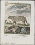 ocelot (Leopardus pardalis)