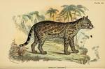 ocelot (Leopardus pardalis)