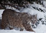 bobcat (Lynx rufus)