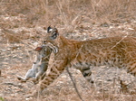 bobcat (Lynx rufus)