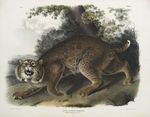 bobcat (Lynx rufus)