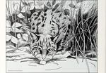 bobcat (Lynx rufus)