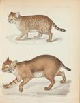 cougar (Puma concolor), bobcat (Lynx rufus)