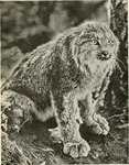 Canada lynx (Lynx canadensis)