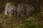 Canada lynx (Lynx canadensis)