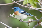 lazuli bunting (Passerina amoena)