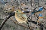 lazuli bunting (Passerina amoena)