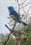 lazuli bunting (Passerina amoena)