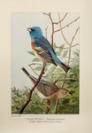 lazuli bunting (Passerina amoena)