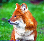 dhole, Asiatic wild dog (Cuon alpinus)