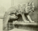 dhole, Asiatic wild dog (Cuon alpinus)