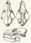 dhole (Cuon alpinus)