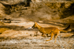 dhole (Cuon alpinus)