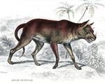 dhole (Cuon alpinus)