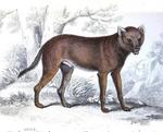 dhole (Cuon alpinus)