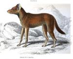 dhole (Cuon alpinus)