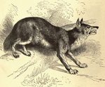 dhole (Cuon alpinus)