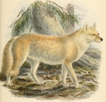 dhole (Cuon alpinus)