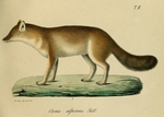 dhole (Cuon alpinus)